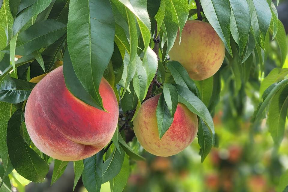 August Peaches