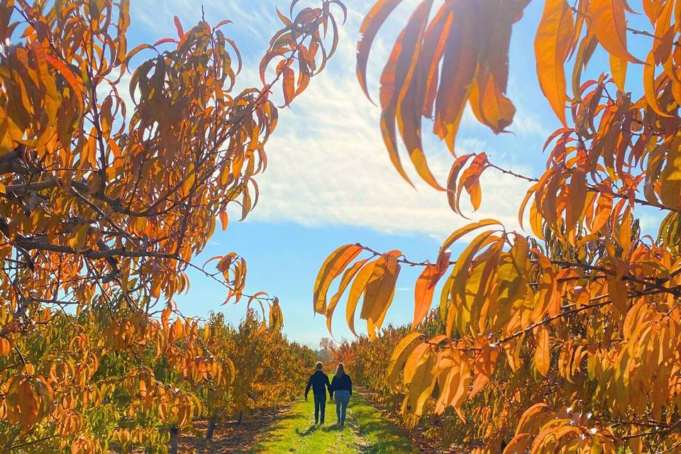 Fall Orchard