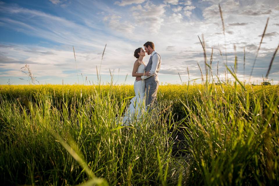 Alberta Canola fields in July