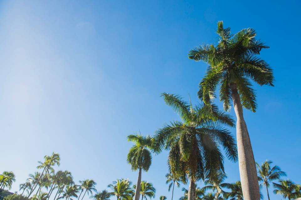 Coconut Trees