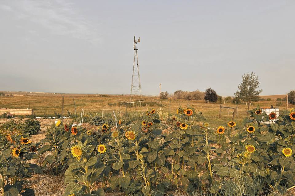 Dreamers Farm Gatherings