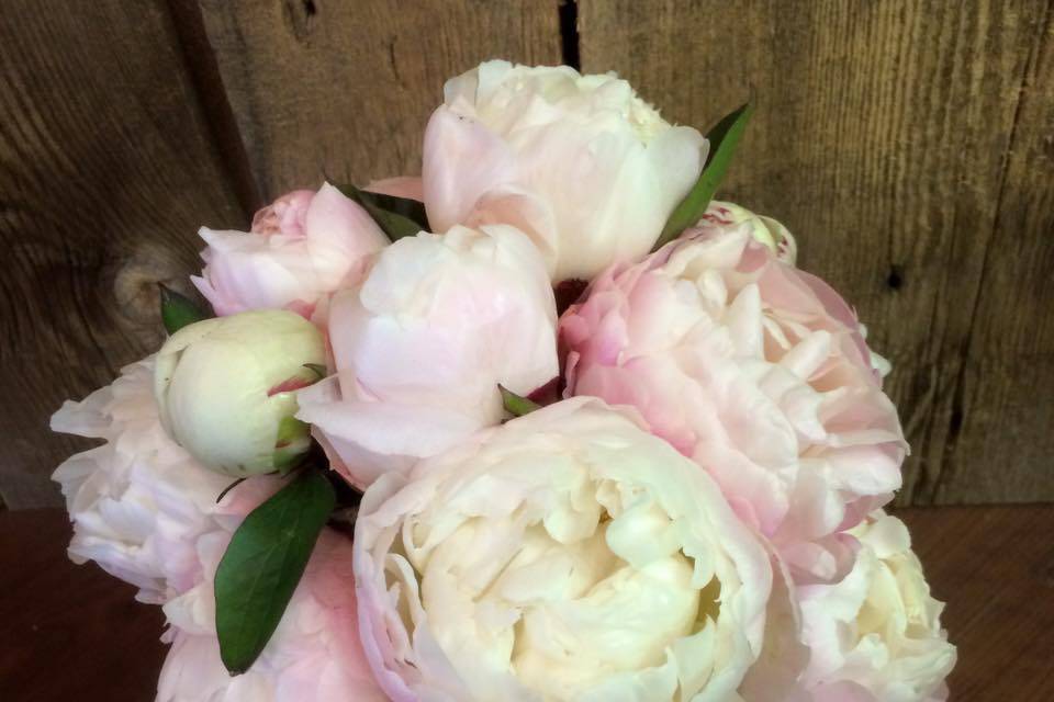 Peony delight!