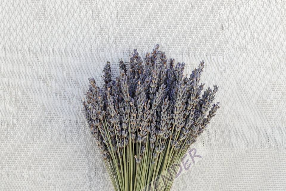 AM Lavender