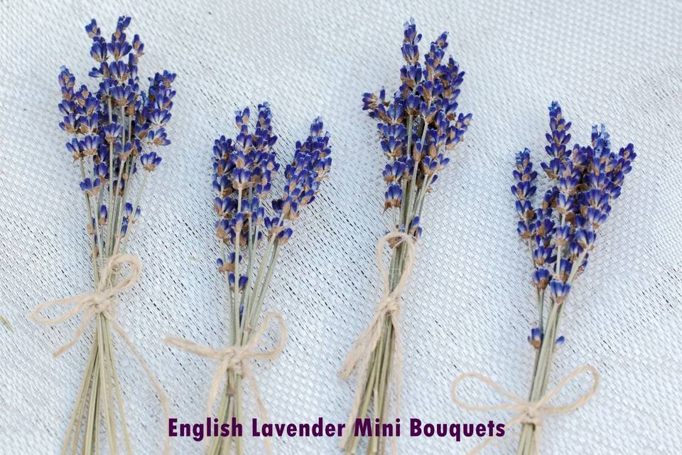 AM Lavender