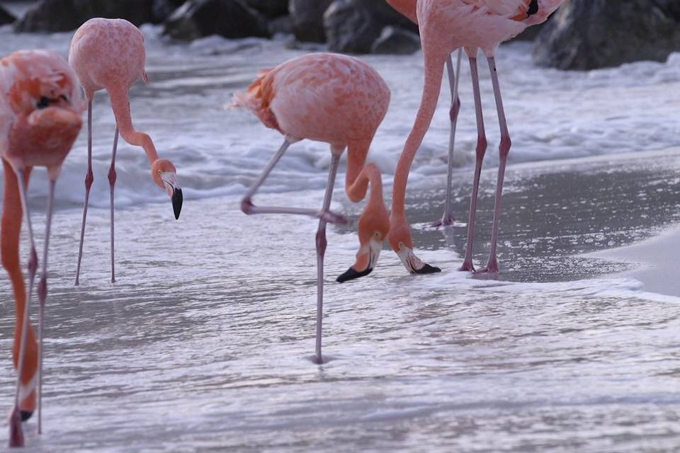 The Bridal Party in Aruba!