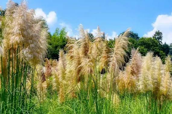 Our pampas farm