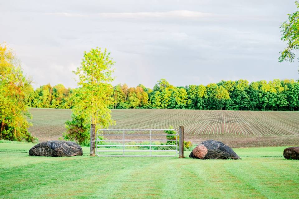 A View of the Back Field