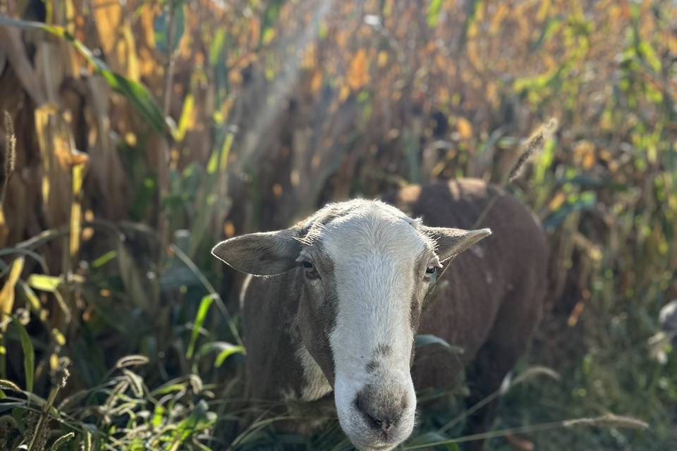 Vintage Acres