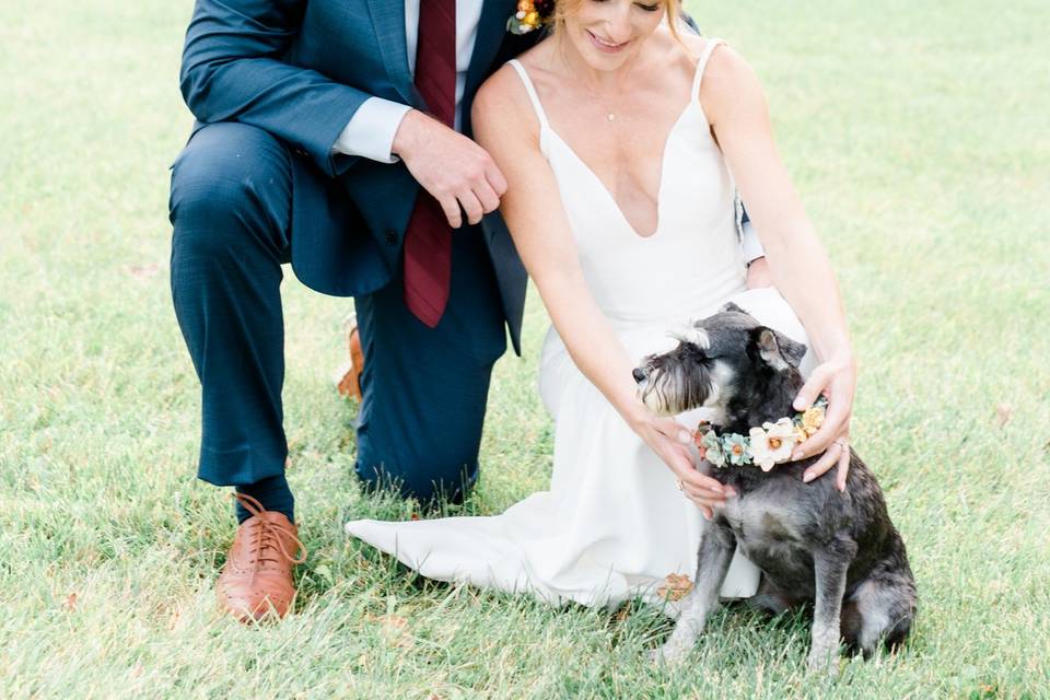 Wedding Dog