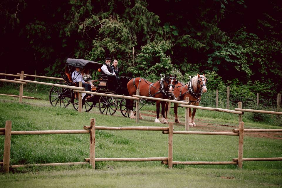 Horse and Carriage