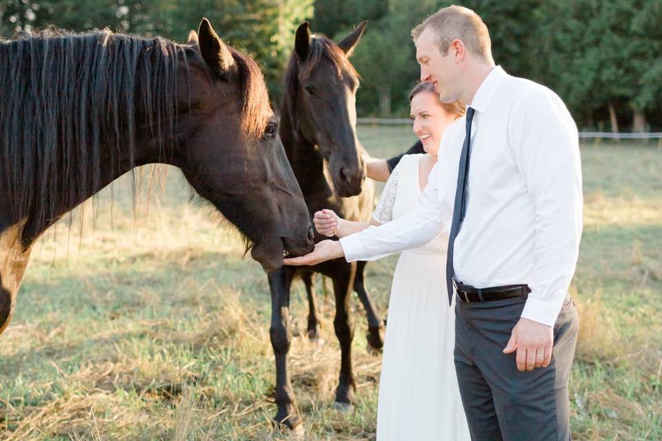 Chestnut Springs Horses