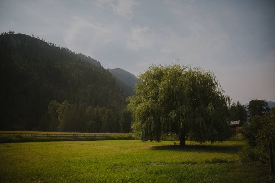 The Weeping Willow Enclosure