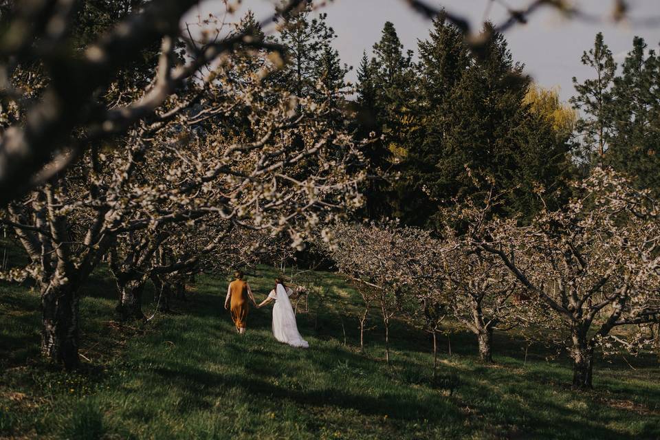A spring orchard elopement