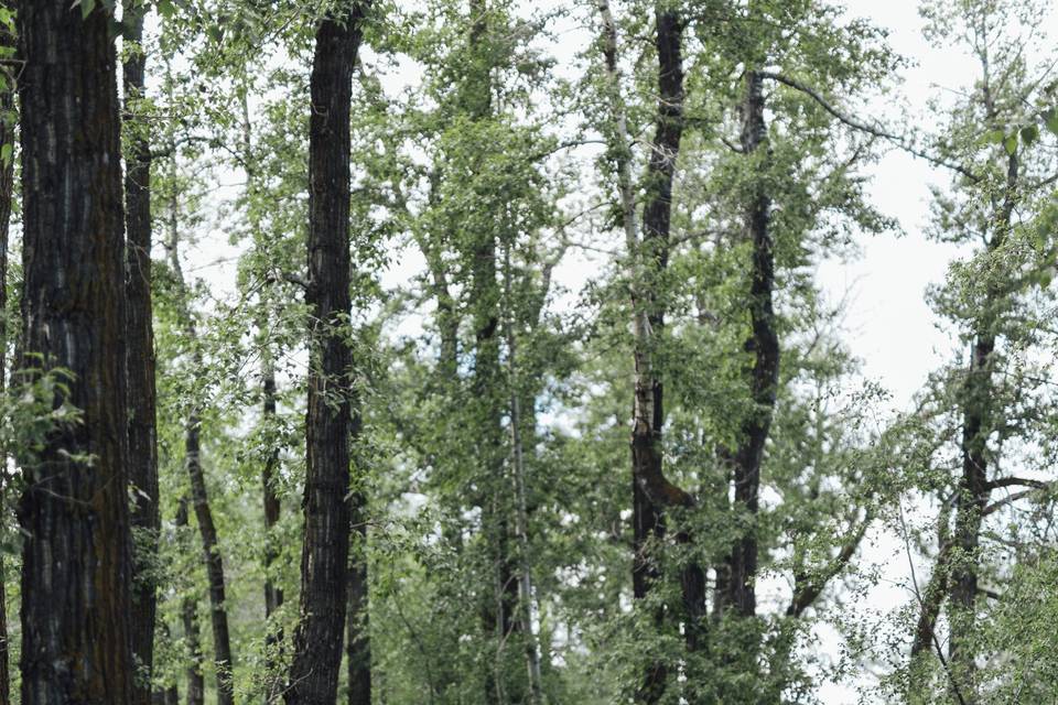 August Wedding, Alberta