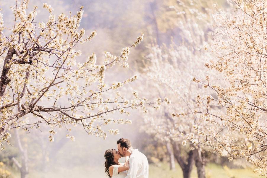 Bright Cherry Blossoms