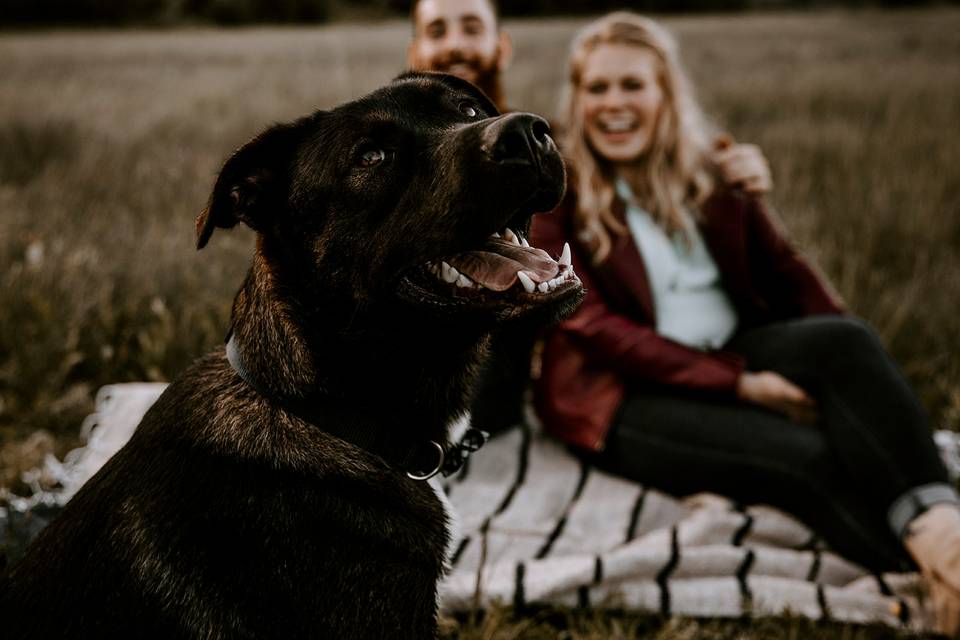 Squamish Engagement Dog