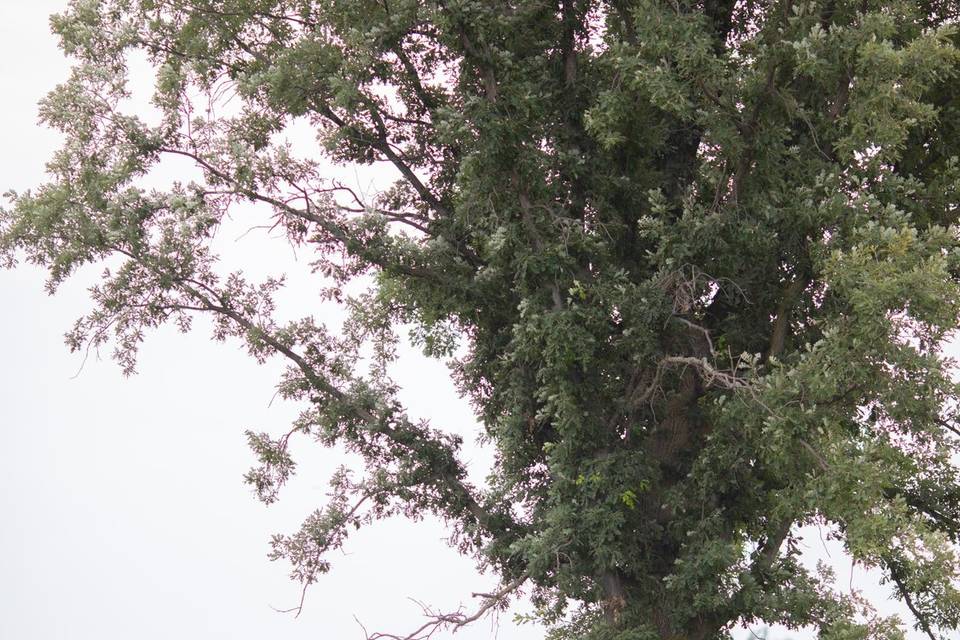 Birch and Lace Weddings