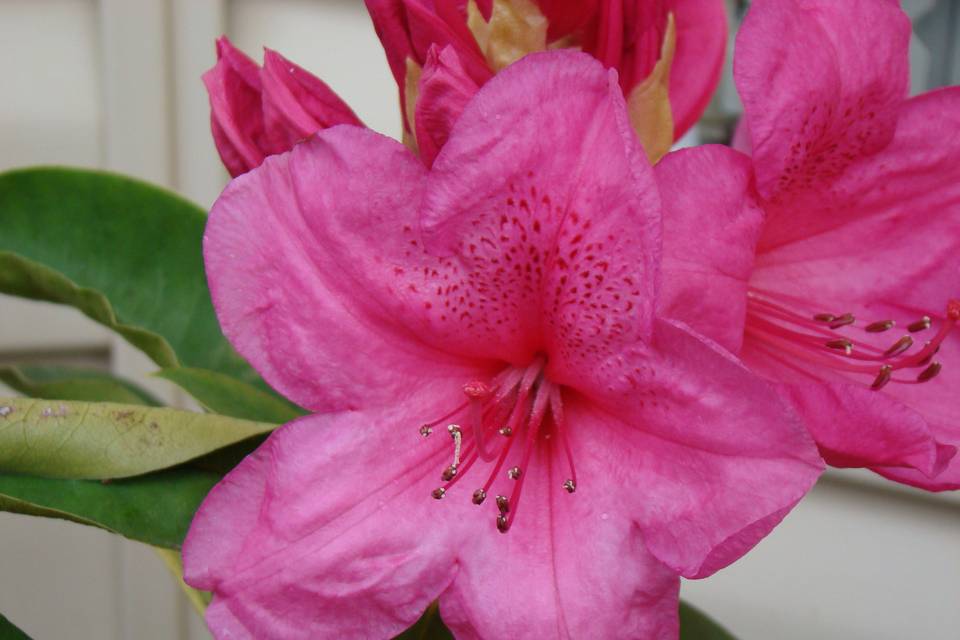 Floral bouquet