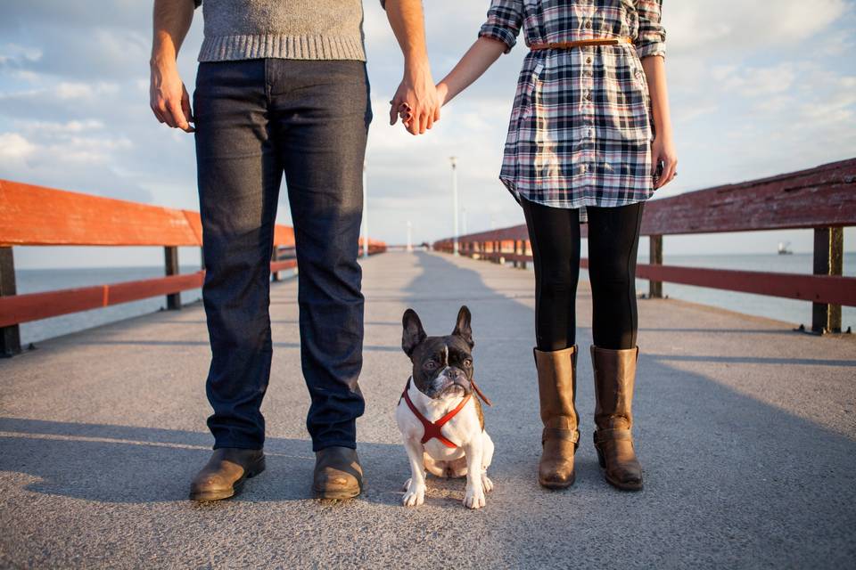 French bulldog engagement