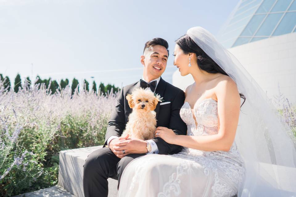 Toronto Dogs in Wedding Photos