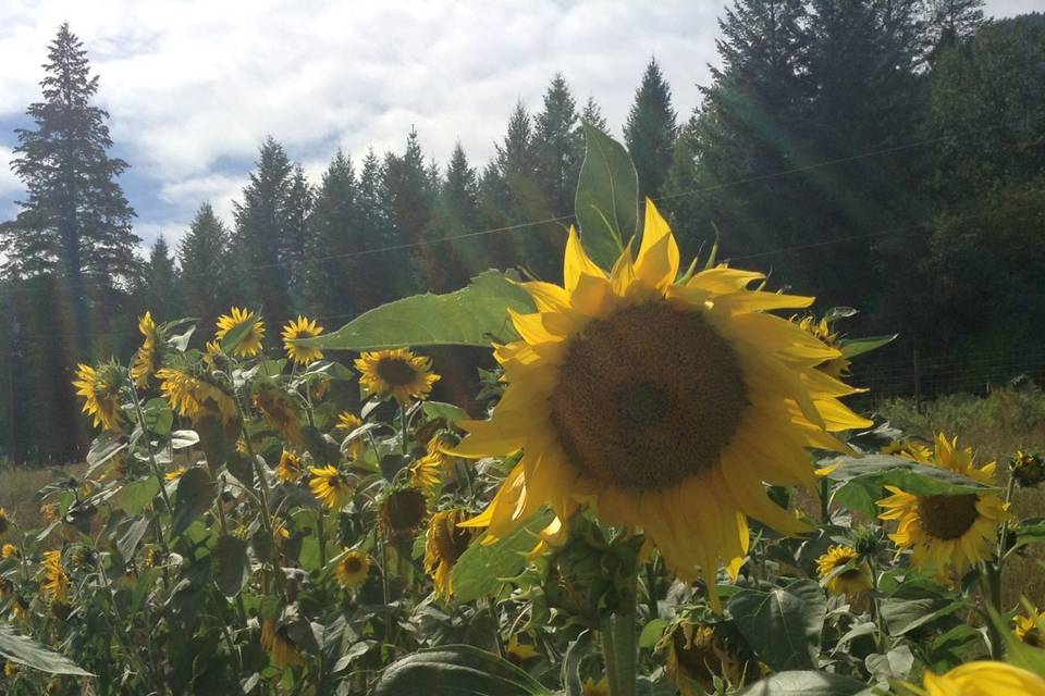 Sunflower season