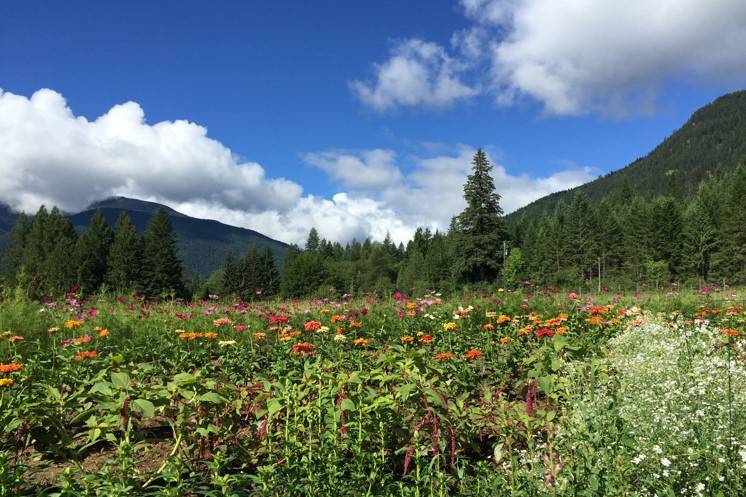 Flower farm in july