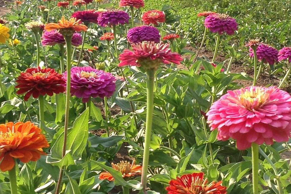 Zinnia beds