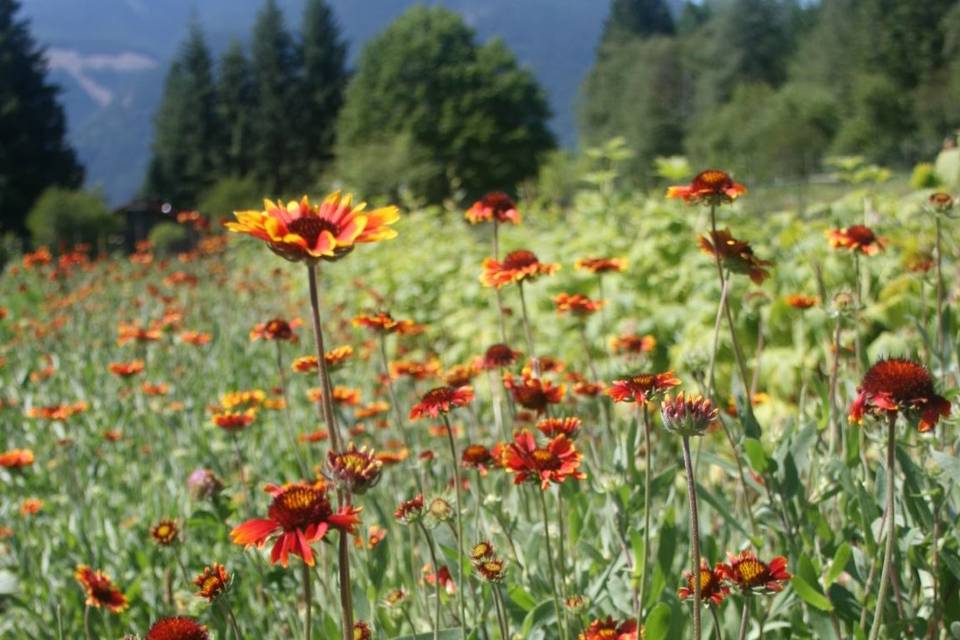 Blanket flower