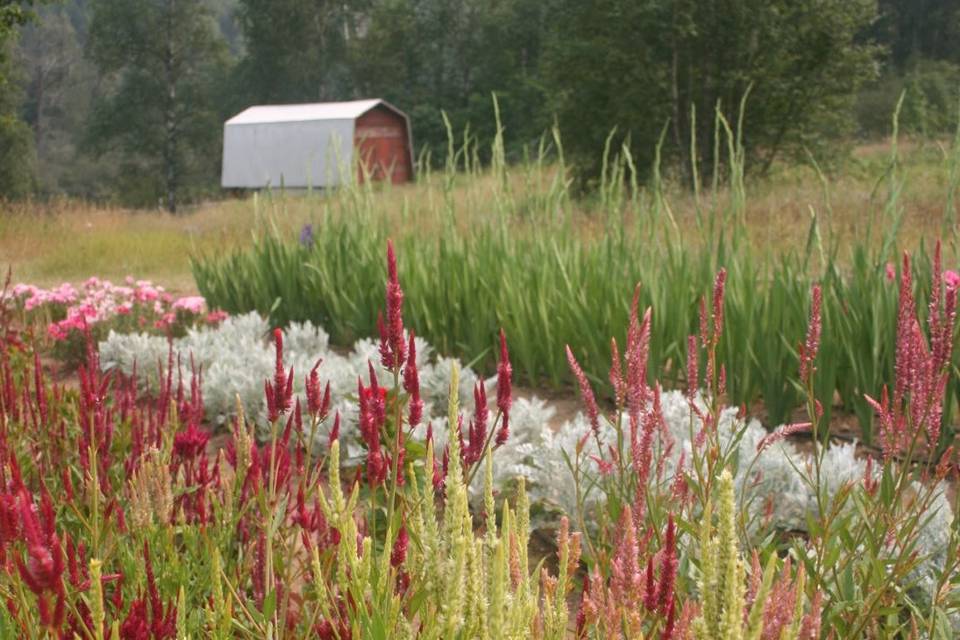 Flower farm in august