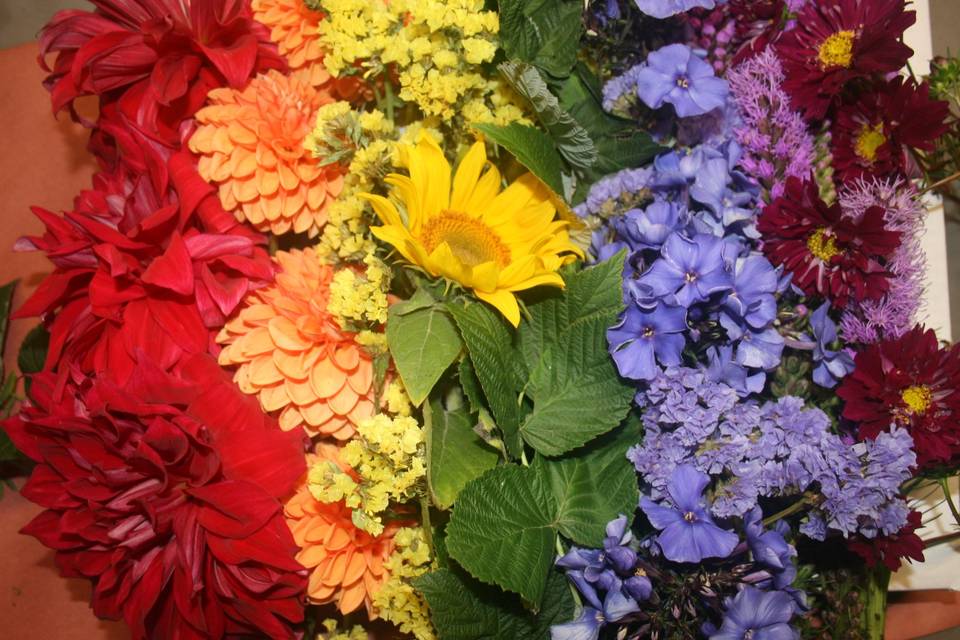 Rainbow flfowers