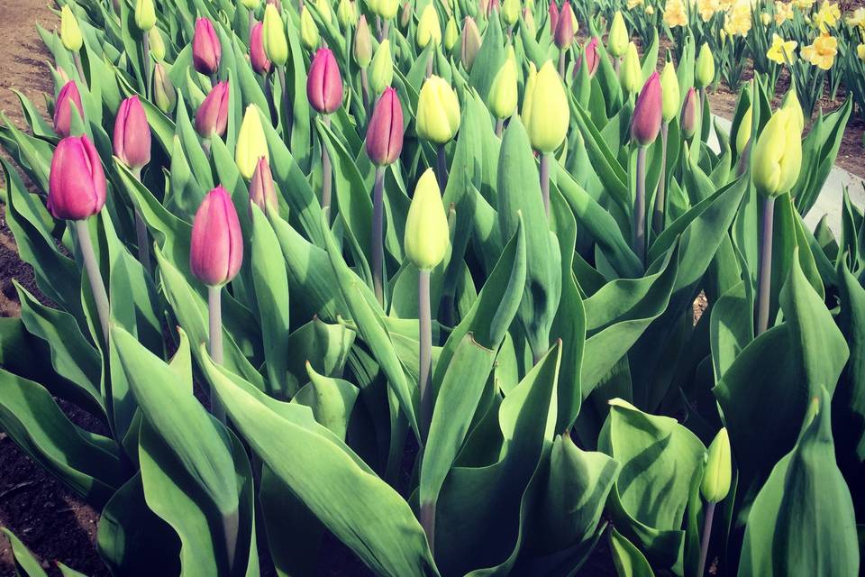 Spring tulips