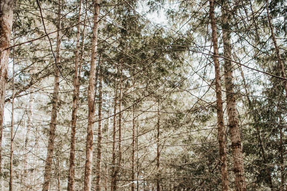 Elopement Forest First Dance