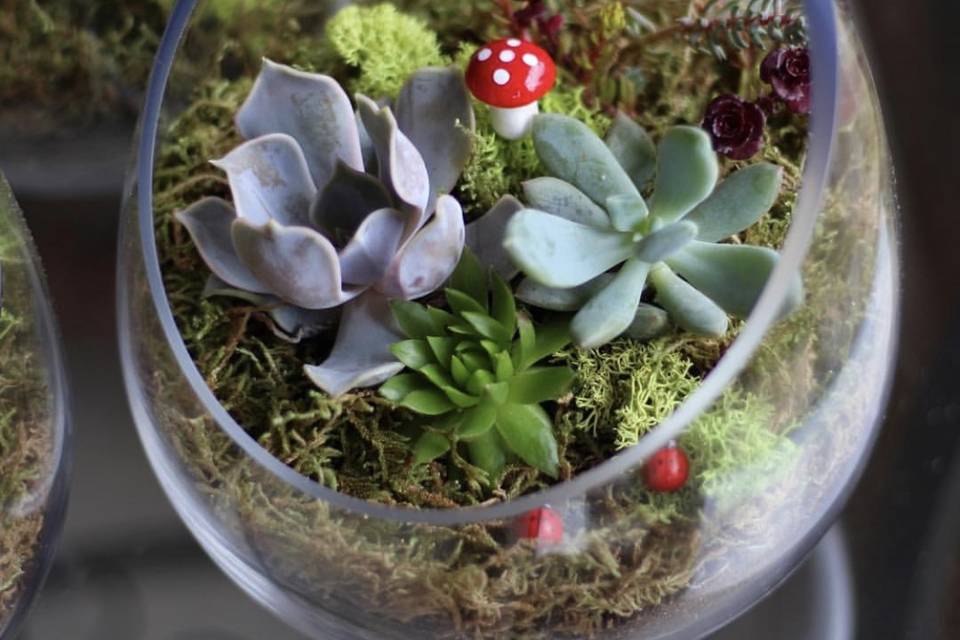 Terrarium