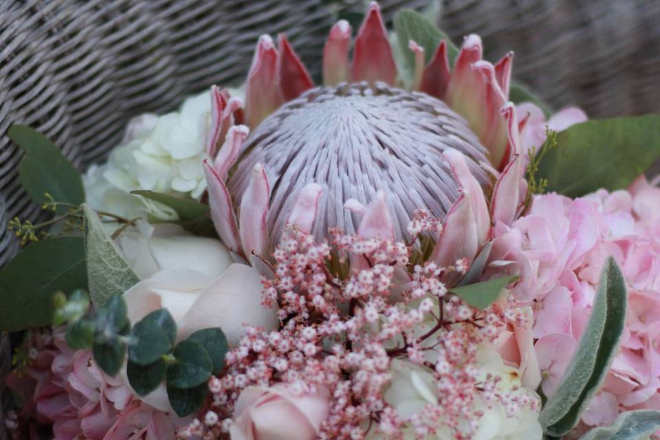 King protea