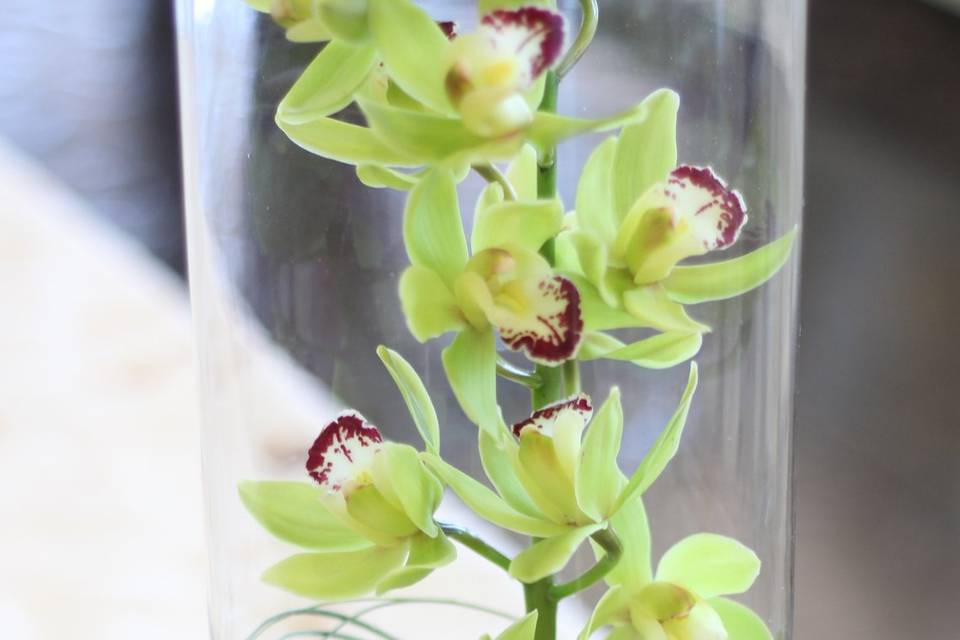 Submerged orchids