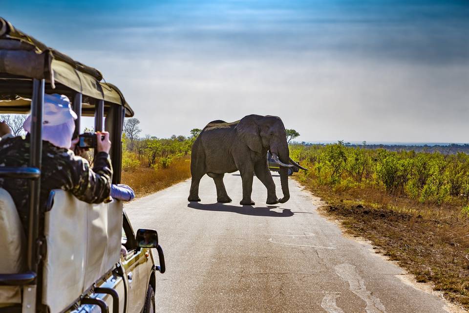 Up close with elephants