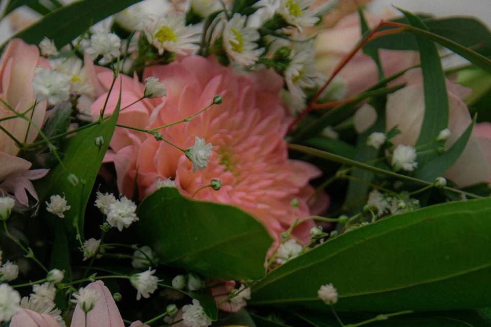 Blush, Pink