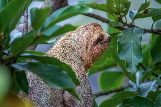 Wildlife & nature honeymoons