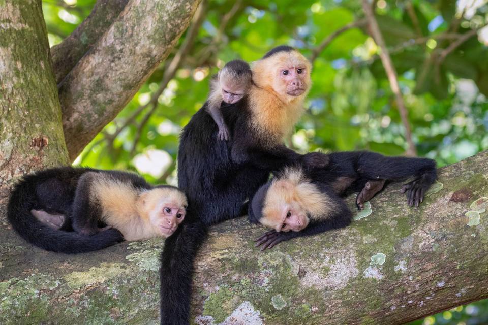 Wildlife destinations