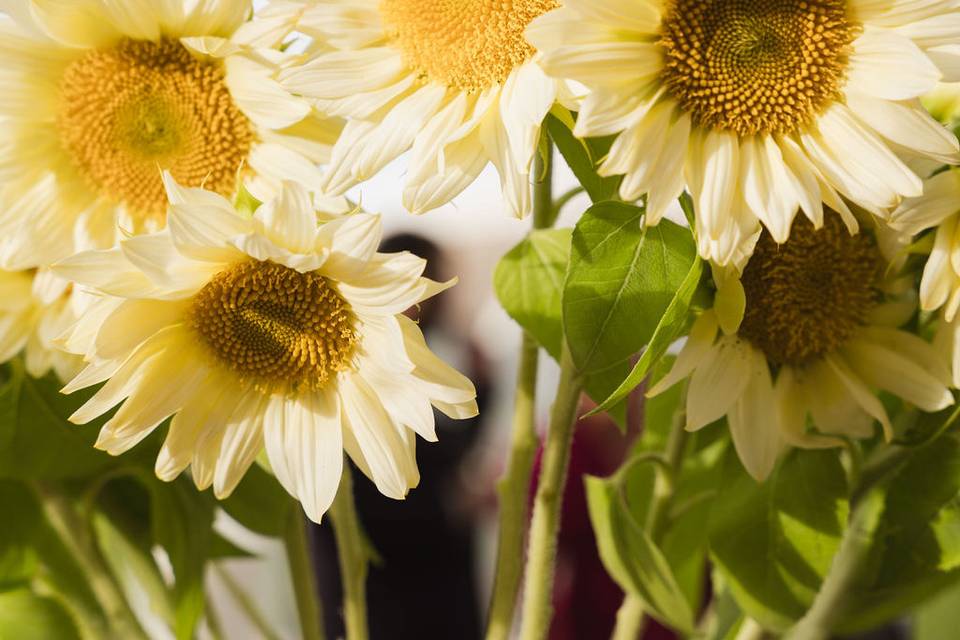 White Sunflowers Grown by Us