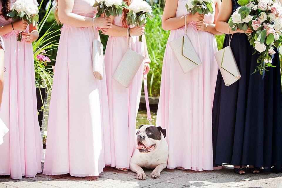 Bridal party dog