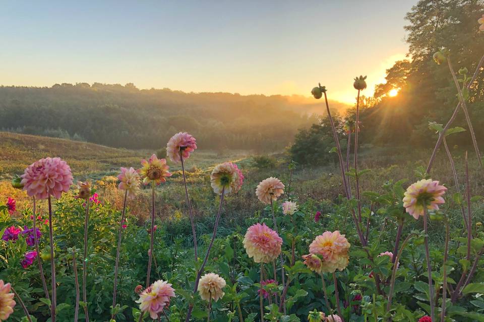 Country Cut Flowers