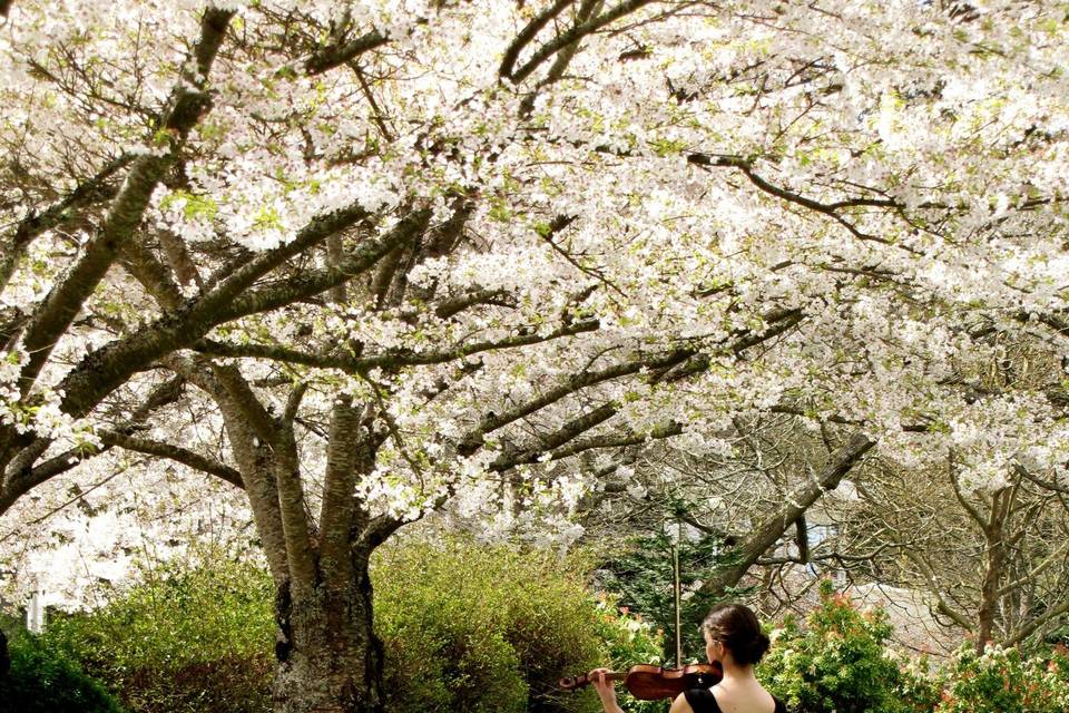 Outdoor Violin