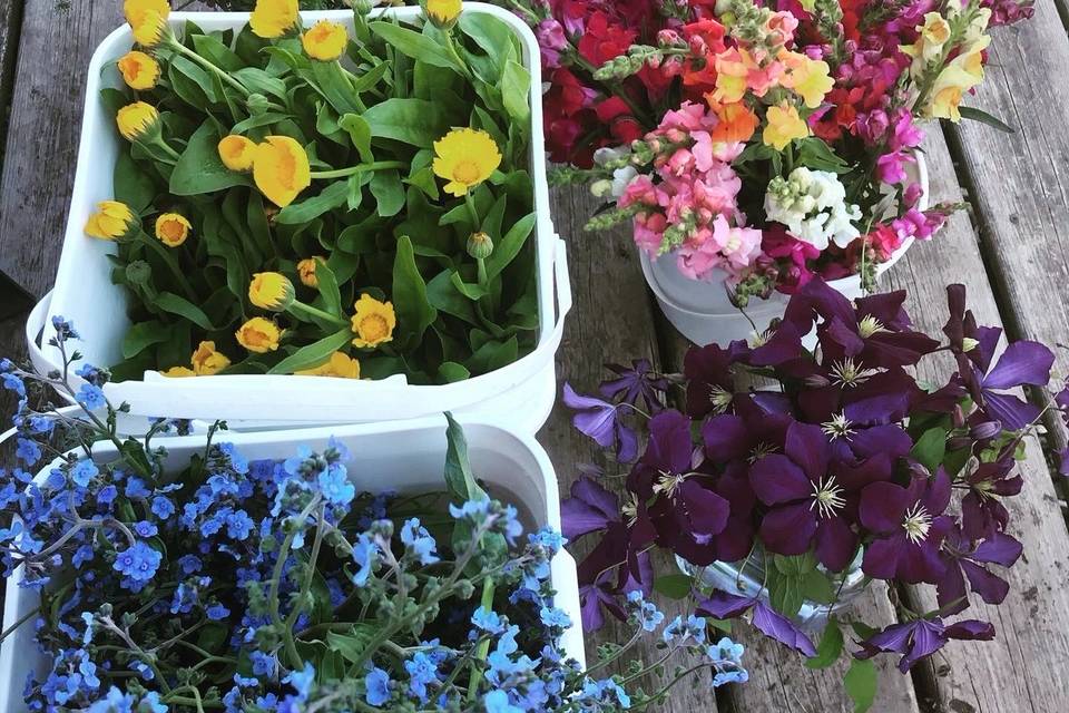 Mixed flowers after harvest