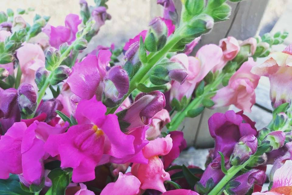 Snapdragons