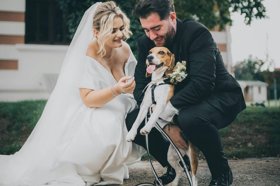 Beagle bride and groom