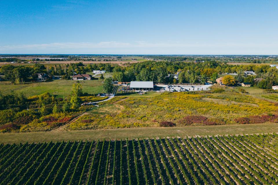 Queenstion Mile Vineyard