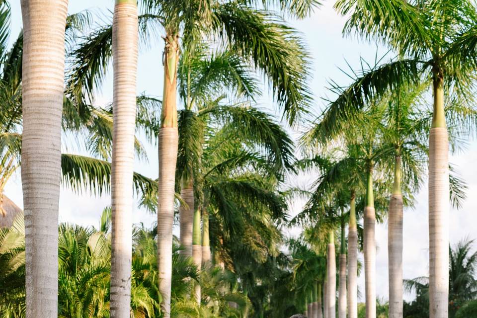 Mexico Wedding