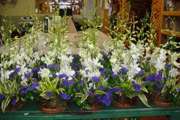 Terrafolia Flowers