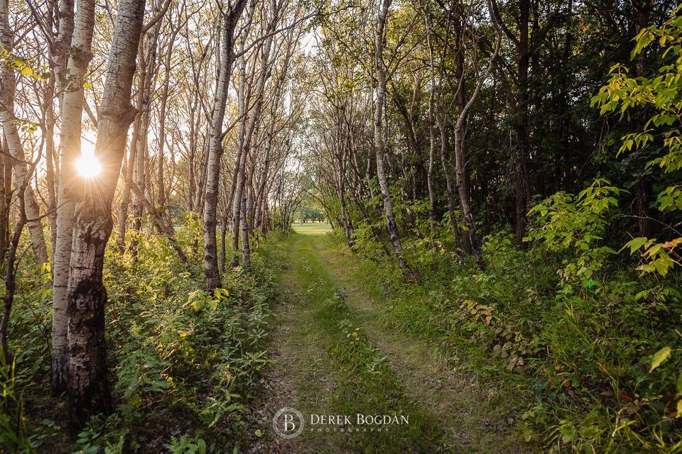 Forest Trail